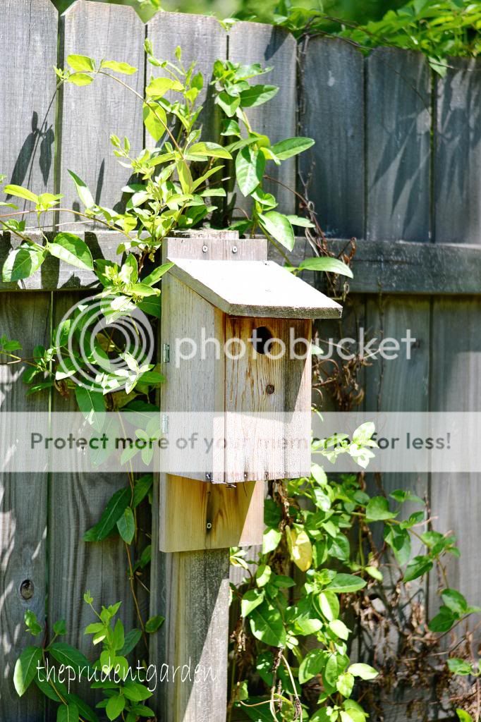 #garden, #gardening, Birdhouse, Critter Feature, Eastern Bluebird